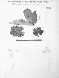 Uromyces geranii image